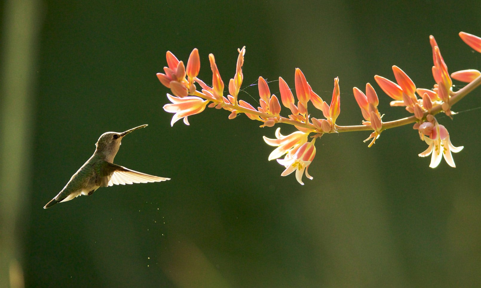 Flight Plan: The Birds of Sunnylands