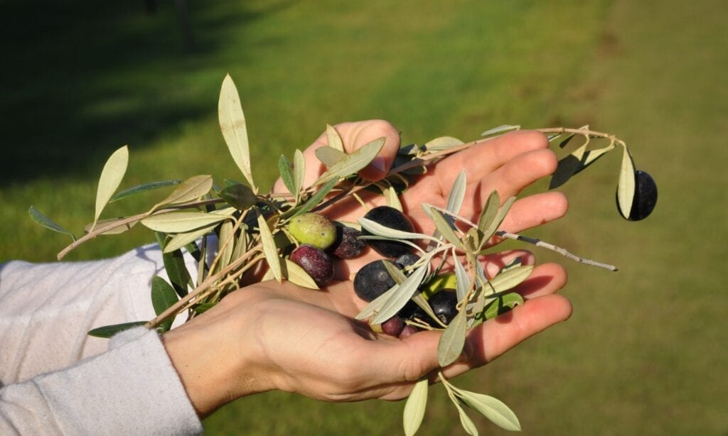 Curiosity & Insights - 5 things to know about olive's harvest and