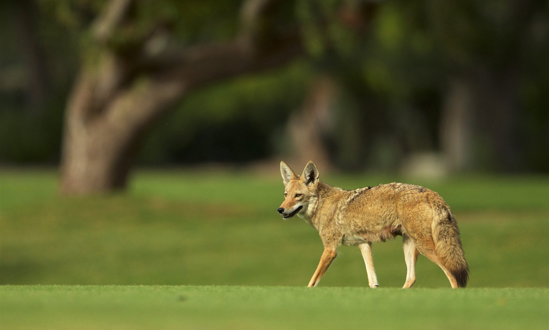 Coyote Coexistence