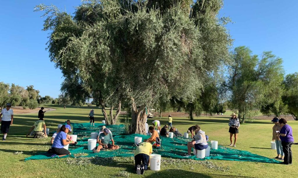 Public olive harvest