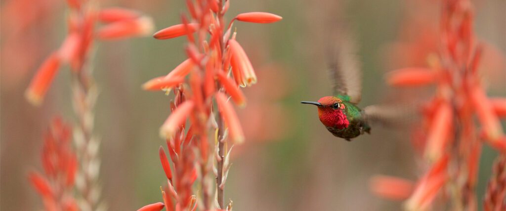 Adult male Anna's Hummingbird surrounded by red flowers of Blue Elf Aloe plants