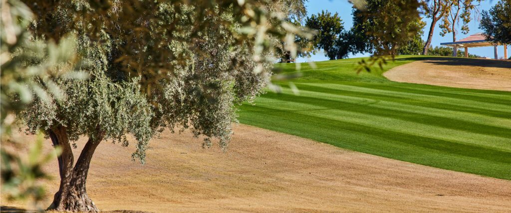 Brown and green grass behind an olive tree on the Sunnylands golf course