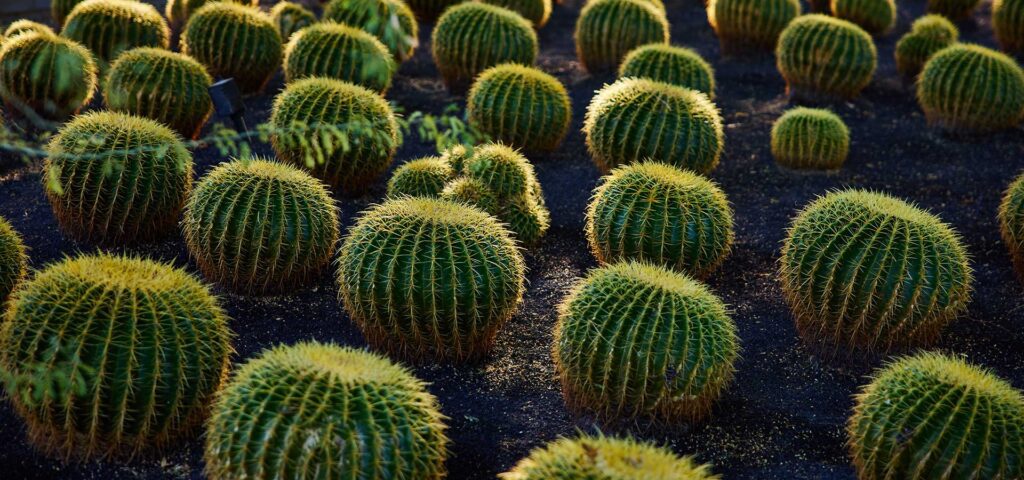 Rows of golden barrel cacti in the Sunnylands gardens