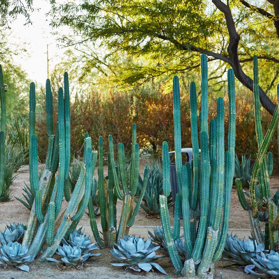 Various plant specimens in the Sunnylands gardens